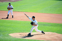 Bees Baseball
