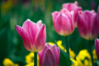 Festival of Tulips